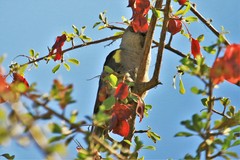 Poicephalus rueppellii