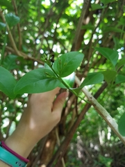 Pseuderanthemum carruthersii