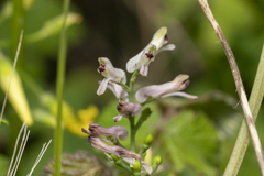 Fumaria judaica judaica