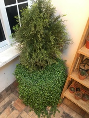 Bougainvillea glabra