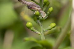 Fumaria judaica judaica