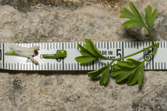 Fumaria judaica judaica