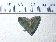 Austrocidaria callichlora