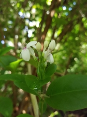 Pseuderanthemum carruthersii