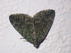 Austrocidaria callichlora