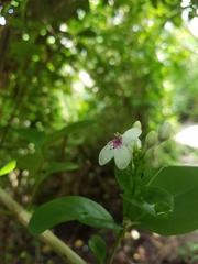 Pseuderanthemum carruthersii