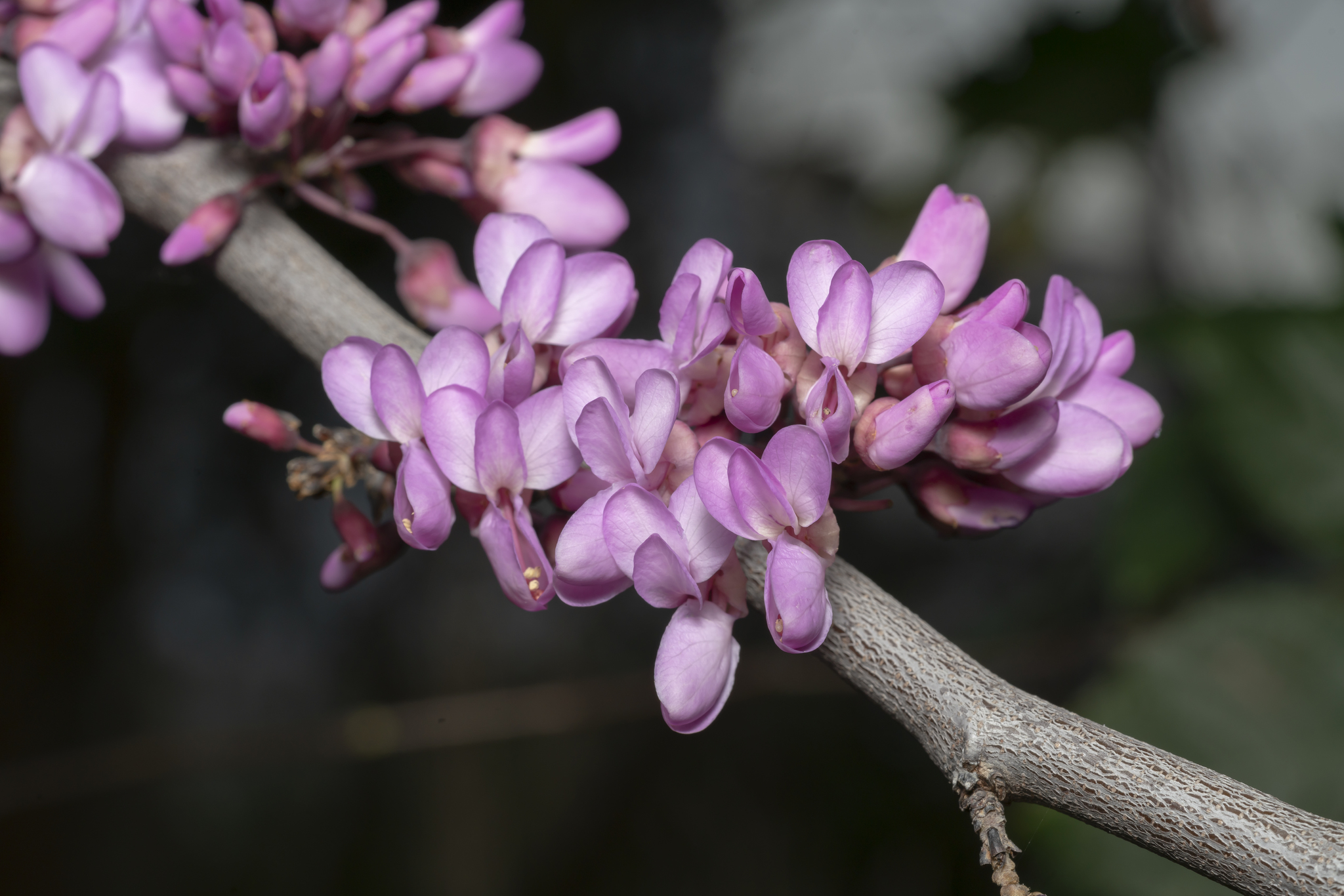 Cercis
