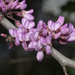 Orchid Trees and Redbuds - Photo (c) Eleftherios Katsillis, some rights reserved (CC BY), uploaded by Eleftherios Katsillis