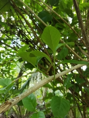 Pseuderanthemum carruthersii