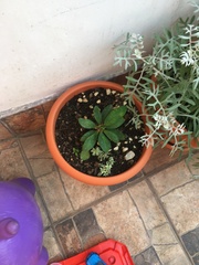 Bougainvillea glabra