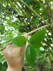 Pseuderanthemum carruthersii