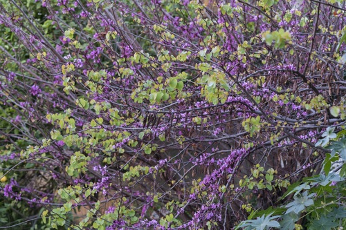 Cercis siliquastrum
