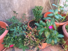 Bougainvillea glabra