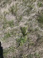 Melanthieae
