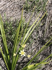 Melanthieae