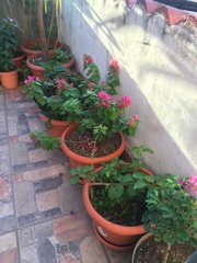 Bougainvillea glabra