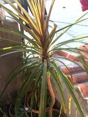 Bougainvillea glabra