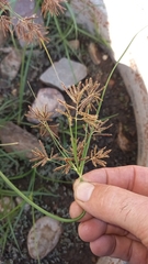 Cyperus longus tenuiflorus