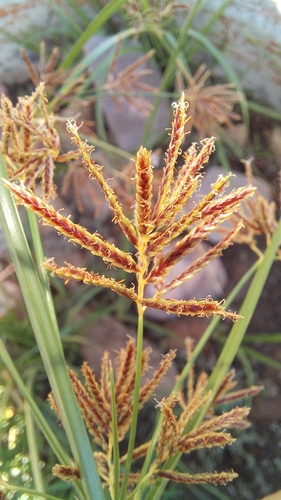 Rood cypergras