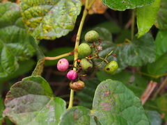 Ampelopsis glandulosa heterophylla