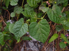 Ampelopsis glandulosa heterophylla