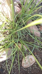 Cyperus longus tenuiflorus