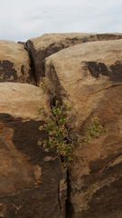 Ericameria cuneata spathulata