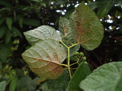 Ampelopsis glandulosa heterophylla