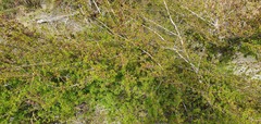 Kunzea tenuicaulis