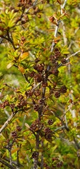 Kunzea tenuicaulis