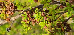 Kunzea tenuicaulis