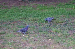Columba livia domestica