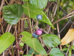 Ampelopsis glandulosa heterophylla