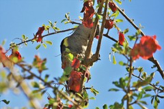 Poicephalus rueppellii