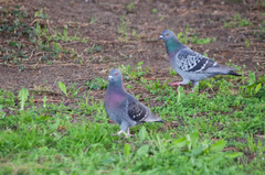 Columba livia domestica