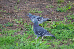 Columba livia domestica