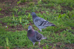 Columba livia domestica