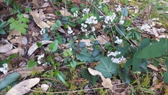 Veronica californica