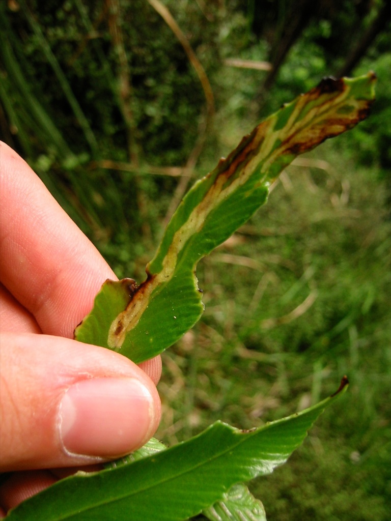 Phytobia