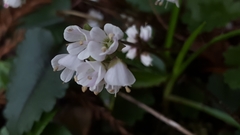 Veronica californica