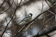 Parus major