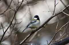 Parus major