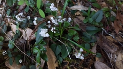 Veronica californica