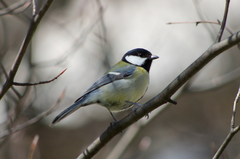 Parus major