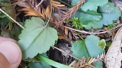 Veronica californica