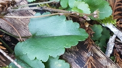 Veronica californica
