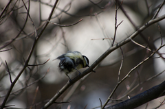 Parus major