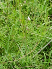 Vicia disperma
