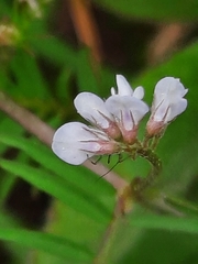 Vicia disperma