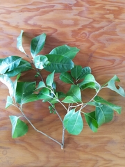 Planchonella obovata